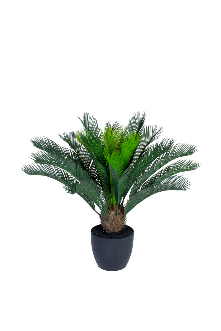 cycas-palm-700