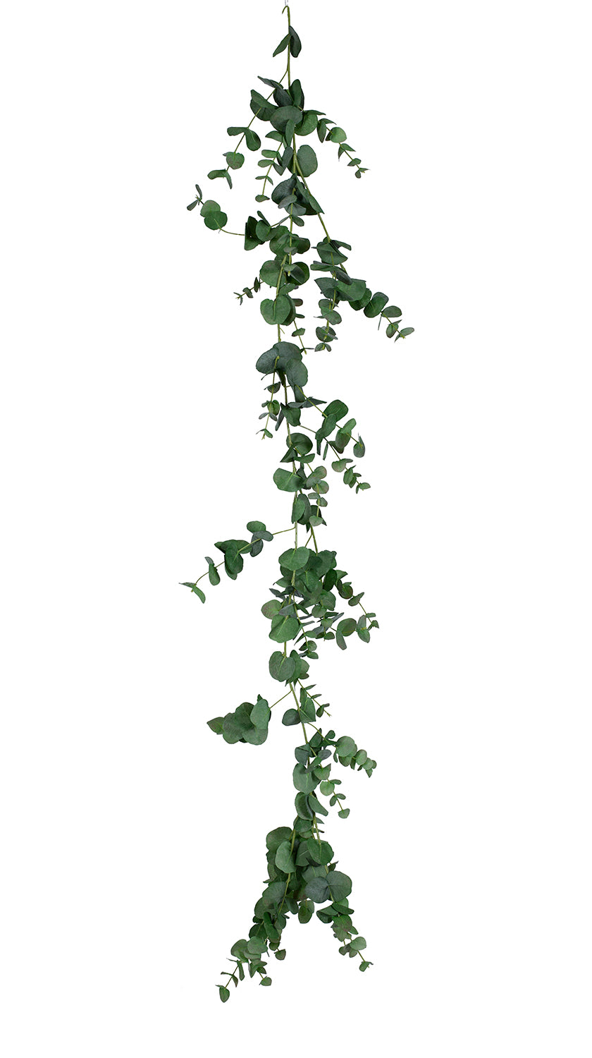 eucalyptus-girlang-l-1900-mm