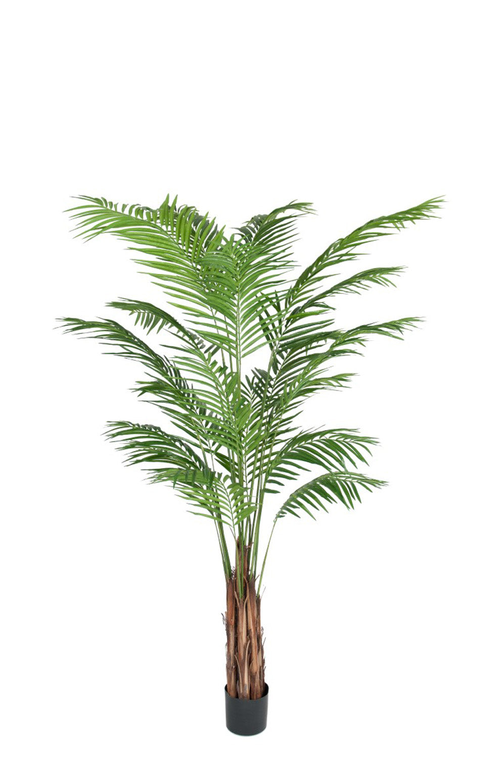 areca-palm-2100