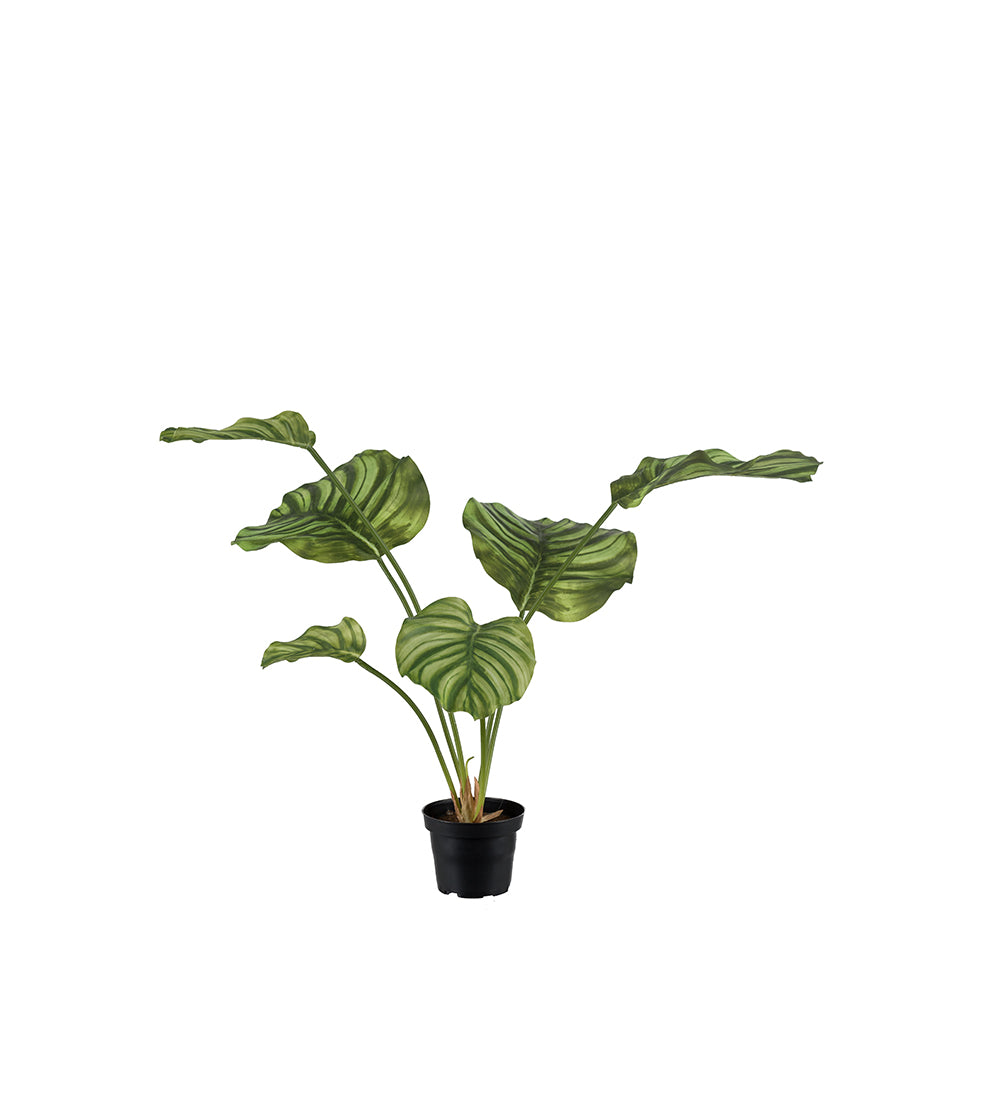 Kunstig plante Calathea