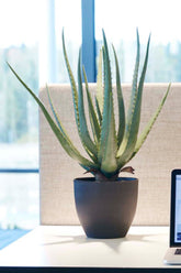 aloe-vera-550