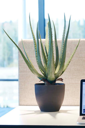 aloe-vera-550