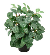 fittonia-340