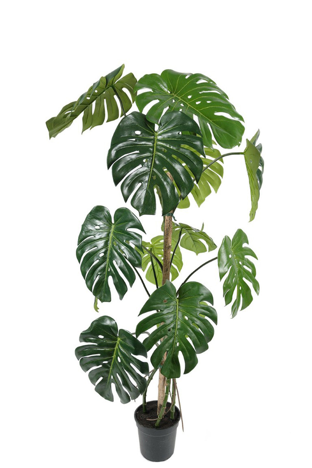 monstera-1500