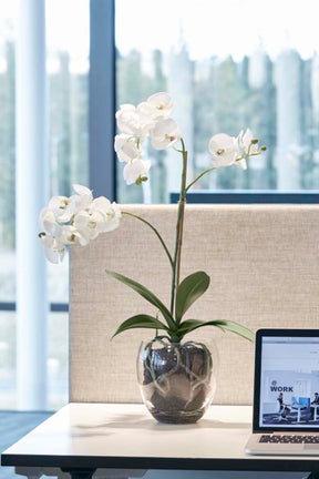 orkide-phalaenopsis-650